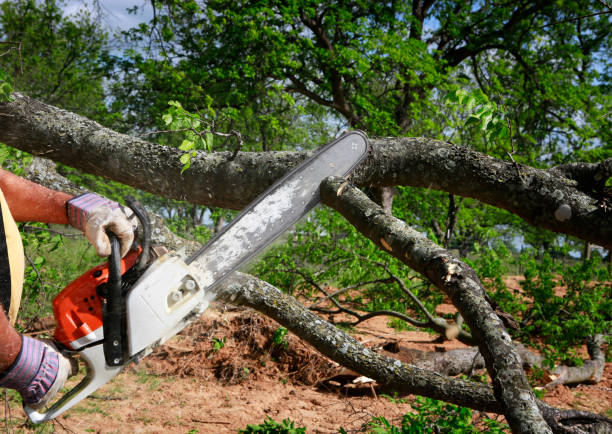 Best Tree Cabling and Bracing  in Silver Hill, MD